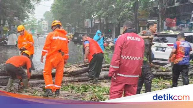 Hujan Angin di Bondowoso Tumbangkan Pohon dan Putuskan Kabel Listrik