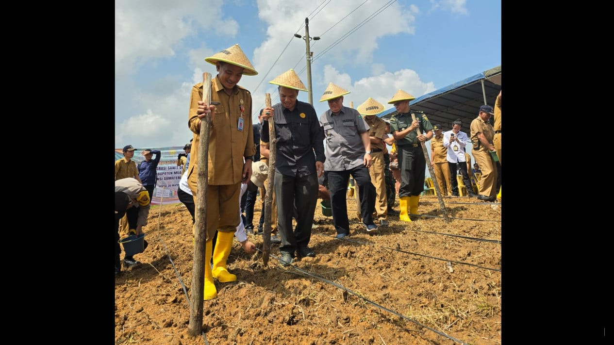 Pemkab Manokwari dan Kementan Tanam Padi Gogo di Lahan Sawit