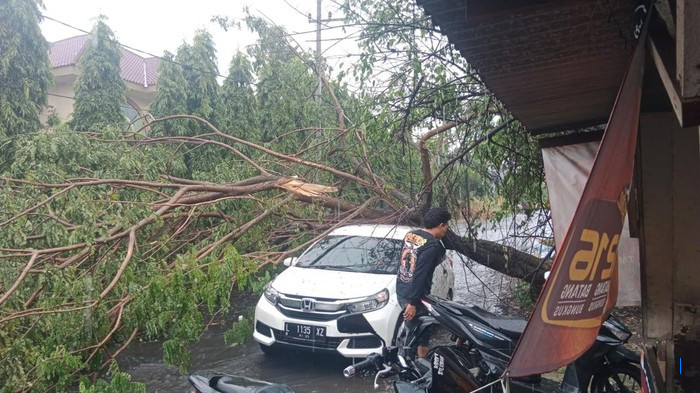 Pohon Palem Tumbang Timpa Mobil, Pria Paruh Baya Tewas Akibat Hujan Angin