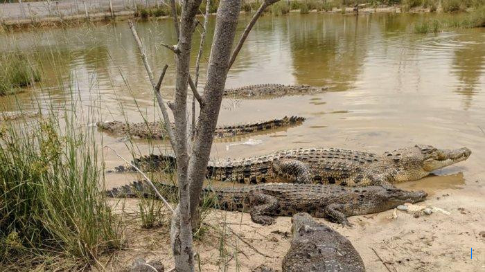 PPS Alobi Air Jangkang Terkendala Buaya, Ekosistem Bangka Belitung Rusak Parah