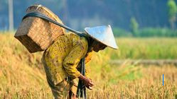 Hari Tani Nasional: Jejak Perjuangan Petani Sejak 1960