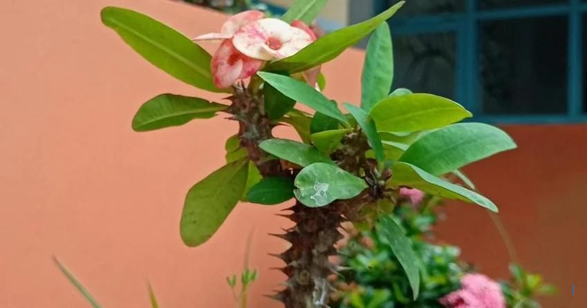 10 Tanaman Pengundang Rezeki, Jangan Tanam di Rumah