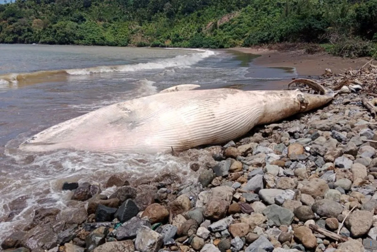 Paus Raksasa Berukuran 7 Meter Terdampar Mati di Tulungagung